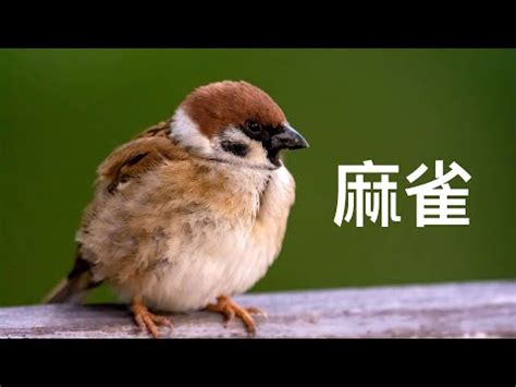 麻雀飛進家裡|【麻雀飛到陽台】麻雀飛到我家陽台，是吉還兇？揭秘5種鳥飛入。